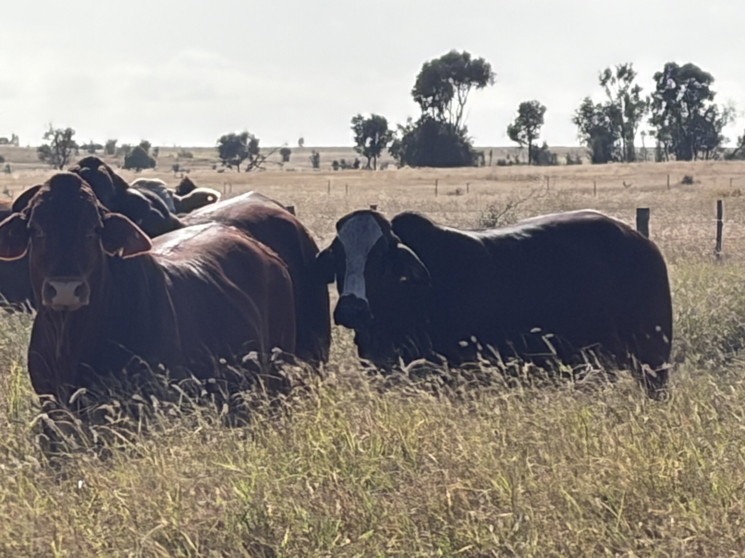 Cattle grazing at golden hour on rolling green pasture